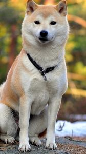 Preview wallpaper akita inu, dog, couple, beautiful