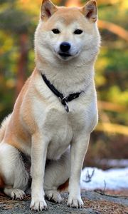 Preview wallpaper akita inu, dog, couple, beautiful