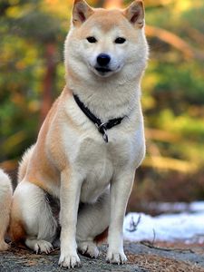 Preview wallpaper akita inu, dog, couple, beautiful