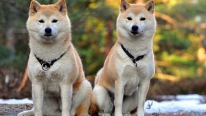 Preview wallpaper akita inu, dog, couple, beautiful