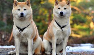 Preview wallpaper akita inu, dog, couple, beautiful