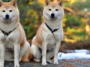 Preview wallpaper akita inu, dog, couple, beautiful