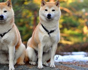 Preview wallpaper akita inu, dog, couple, beautiful