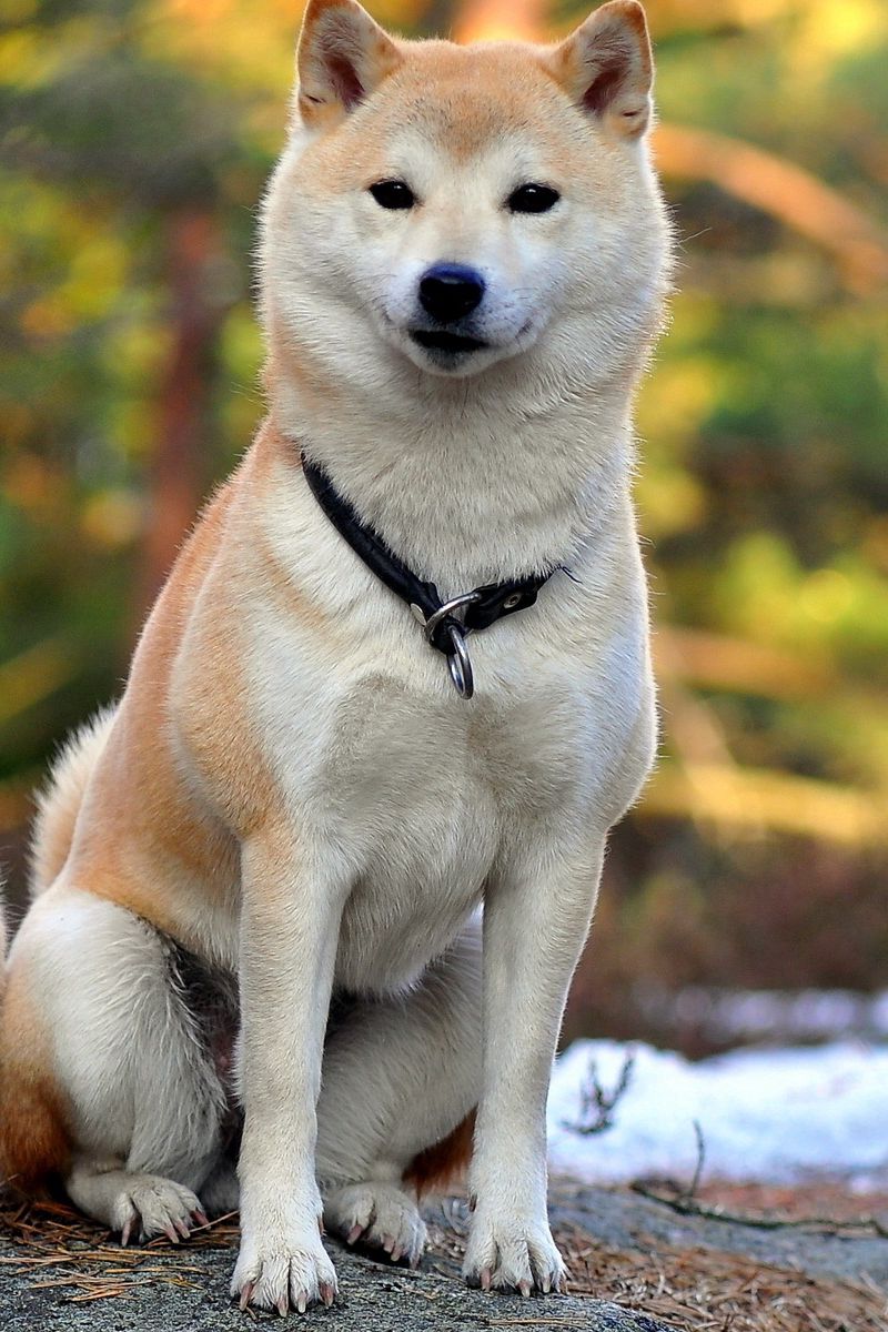 Shiba Inu Is Standing In The Leaves Background, Akita Dog Ese Akita Dog  Akita Dog Tiger Pet Dance, Hd Photography Photo, Dog Background Image And  Wallpaper for Free Download