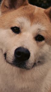 Preview wallpaper akita inu, dog, face, eyes, grass, hachiko