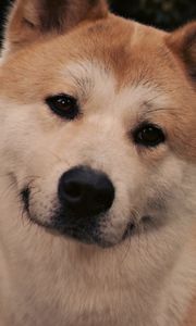 Preview wallpaper akita inu, dog, face, eyes, grass, hachiko