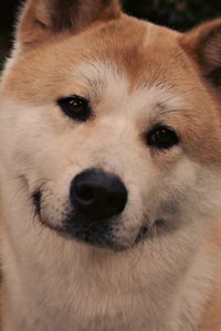 Preview wallpaper akita inu, dog, face, eyes, grass, hachiko