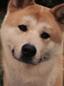 Preview wallpaper akita inu, dog, face, eyes, grass, hachiko