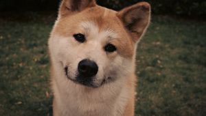 Preview wallpaper akita inu, dog, face, eyes, grass, hachiko