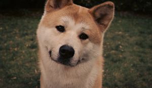 Preview wallpaper akita inu, dog, face, eyes, grass, hachiko