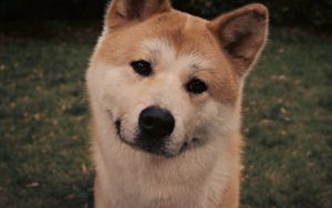 Preview wallpaper akita inu, dog, face, eyes, grass, hachiko