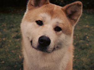 Preview wallpaper akita inu, dog, face, eyes, grass, hachiko