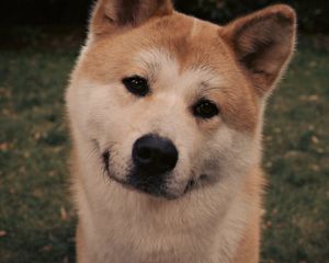 Preview wallpaper akita inu, dog, face, eyes, grass, hachiko