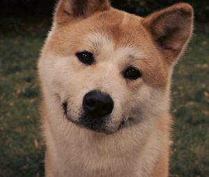 Preview wallpaper akita inu, dog, face, eyes, grass, hachiko