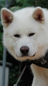 Preview wallpaper akita inu, dog, face, eyes