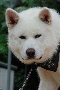 Preview wallpaper akita inu, dog, face, eyes