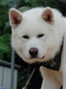 Preview wallpaper akita inu, dog, face, eyes