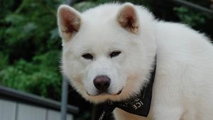 Preview wallpaper akita inu, dog, face, eyes