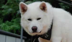 Preview wallpaper akita inu, dog, face, eyes