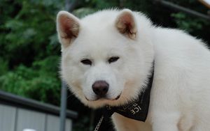 Preview wallpaper akita inu, dog, face, eyes