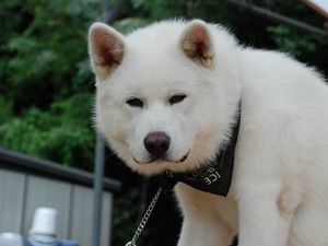 Preview wallpaper akita inu, dog, face, eyes