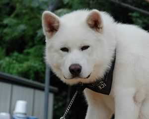 Preview wallpaper akita inu, dog, face, eyes