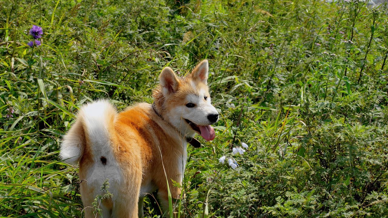 Wallpaper akita inu, dog, grass, walk