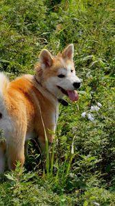 Preview wallpaper akita inu, dog, grass, walk