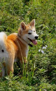 Preview wallpaper akita inu, dog, grass, walk