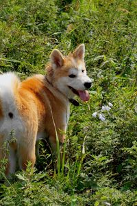 Preview wallpaper akita inu, dog, grass, walk