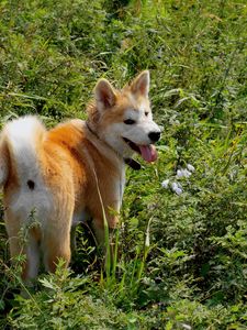 Preview wallpaper akita inu, dog, grass, walk