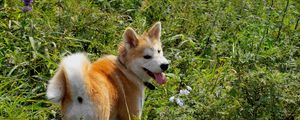 Preview wallpaper akita inu, dog, grass, walk