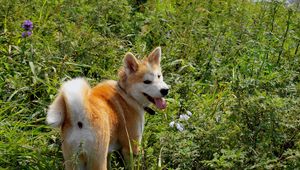 Preview wallpaper akita inu, dog, grass, walk