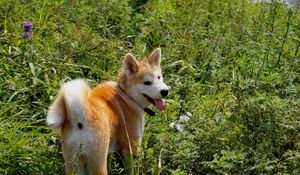 Preview wallpaper akita inu, dog, grass, walk