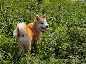 Preview wallpaper akita inu, dog, grass, walk