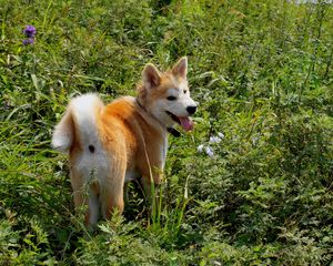 Preview wallpaper akita inu, dog, grass, walk