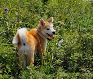 Preview wallpaper akita inu, dog, grass, walk