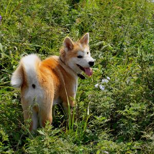 Preview wallpaper akita inu, dog, grass, walk