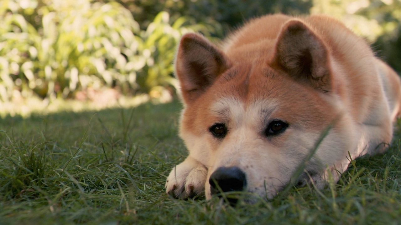 Wallpaper akita inu, dog, hachiko, sad, down, grass