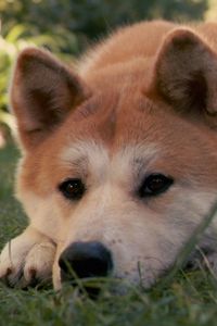 Preview wallpaper akita inu, dog, hachiko, sad, down, grass