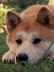 Preview wallpaper akita inu, dog, hachiko, sad, down, grass