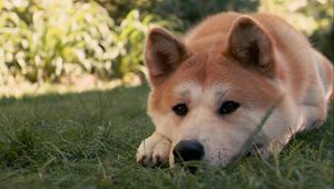 Preview wallpaper akita inu, dog, hachiko, sad, down, grass