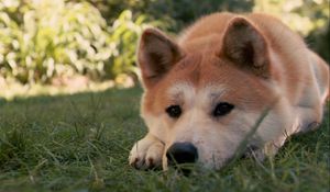 Preview wallpaper akita inu, dog, hachiko, sad, down, grass