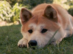 Preview wallpaper akita inu, dog, hachiko, sad, down, grass