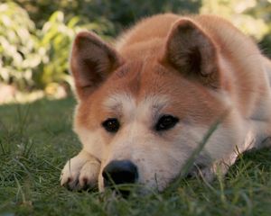 Preview wallpaper akita inu, dog, hachiko, sad, down, grass