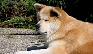 Preview wallpaper akita inu, dog, lie down, tired