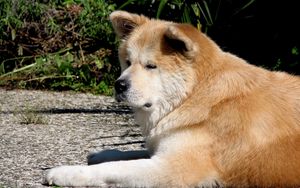Preview wallpaper akita inu, dog, lie down, tired
