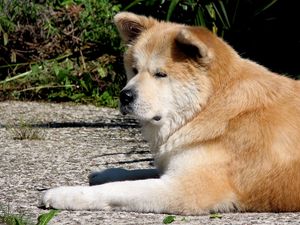 Preview wallpaper akita inu, dog, lie down, tired