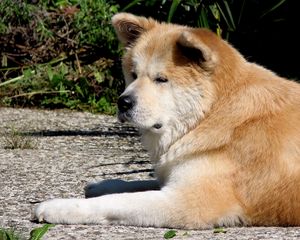 Preview wallpaper akita inu, dog, lie down, tired