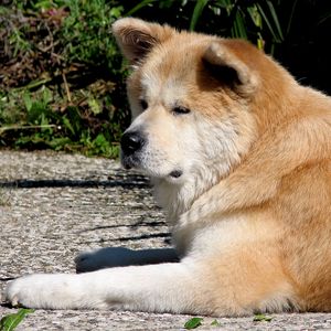 Preview wallpaper akita inu, dog, lie down, tired